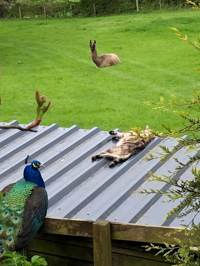 The Peacock Shepherds Hut At Hafoty Boeth Corwen Zewnętrze zdjęcie